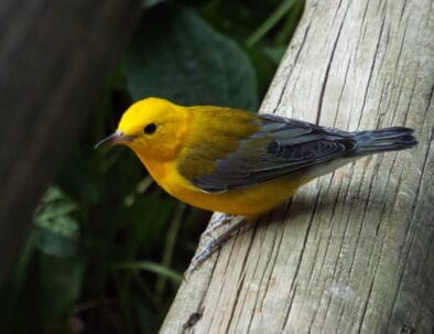 The Land Between The Lakes Wildlife Viewing Prothonatry Warbler