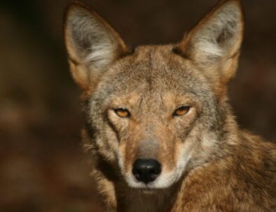 The Land Between The Lakes Woodlands Nature Station Red Wolf