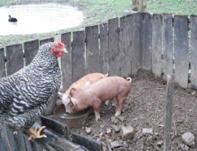 Land Between The Lakes The Homeplace 1850s Working Farm Pigs Chicken