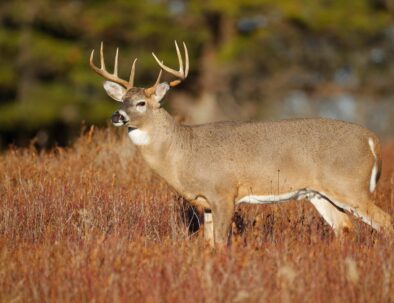 The Land Between The Lakes Hunting Quota Hunt Deer