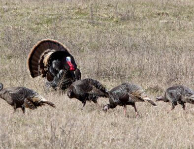 The Land Between The Lakes Hunting Quota Hunt Turkey In Field