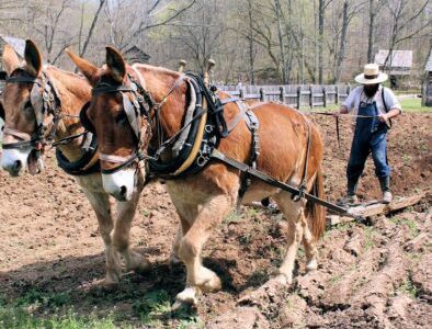 Land Between The Lakes The Homeplace 1850s Working Farm Horses