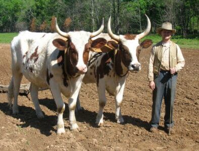 Land Between The Lakes The Homeplace 1850s Working Farm Ox