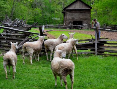 Land Between The Lakes The Homeplace 1850s Working Farm Sheep