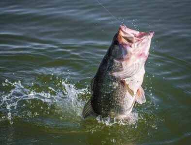 places to stay near lake barkley