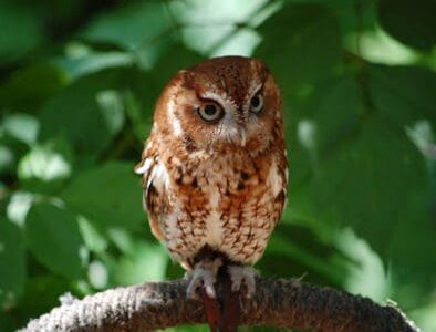 The Land Between The Lakes Woodlands Nature Station Owl