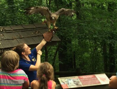 The Land Between The Lakes Woodlands Nature Station Red Tailed Hawk