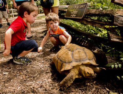 The Land Between The Lakes Woodlands Nature Station Turtle 1