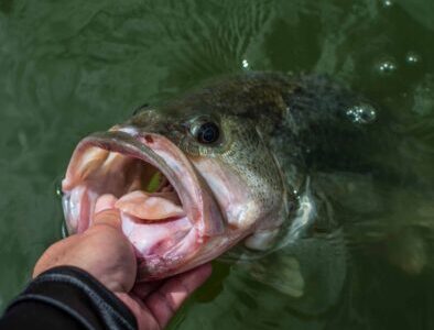 places to stay near lake barkley
