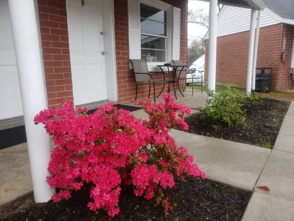 Pink flowers next to covered porch seating at Early American Motel