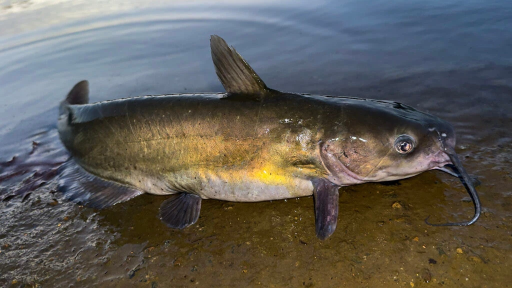 Channel catfish at the water’s edge, showing its long barbels and raised dorsal fin.