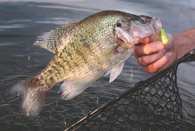 Crappie held above the water beside a landing net.
