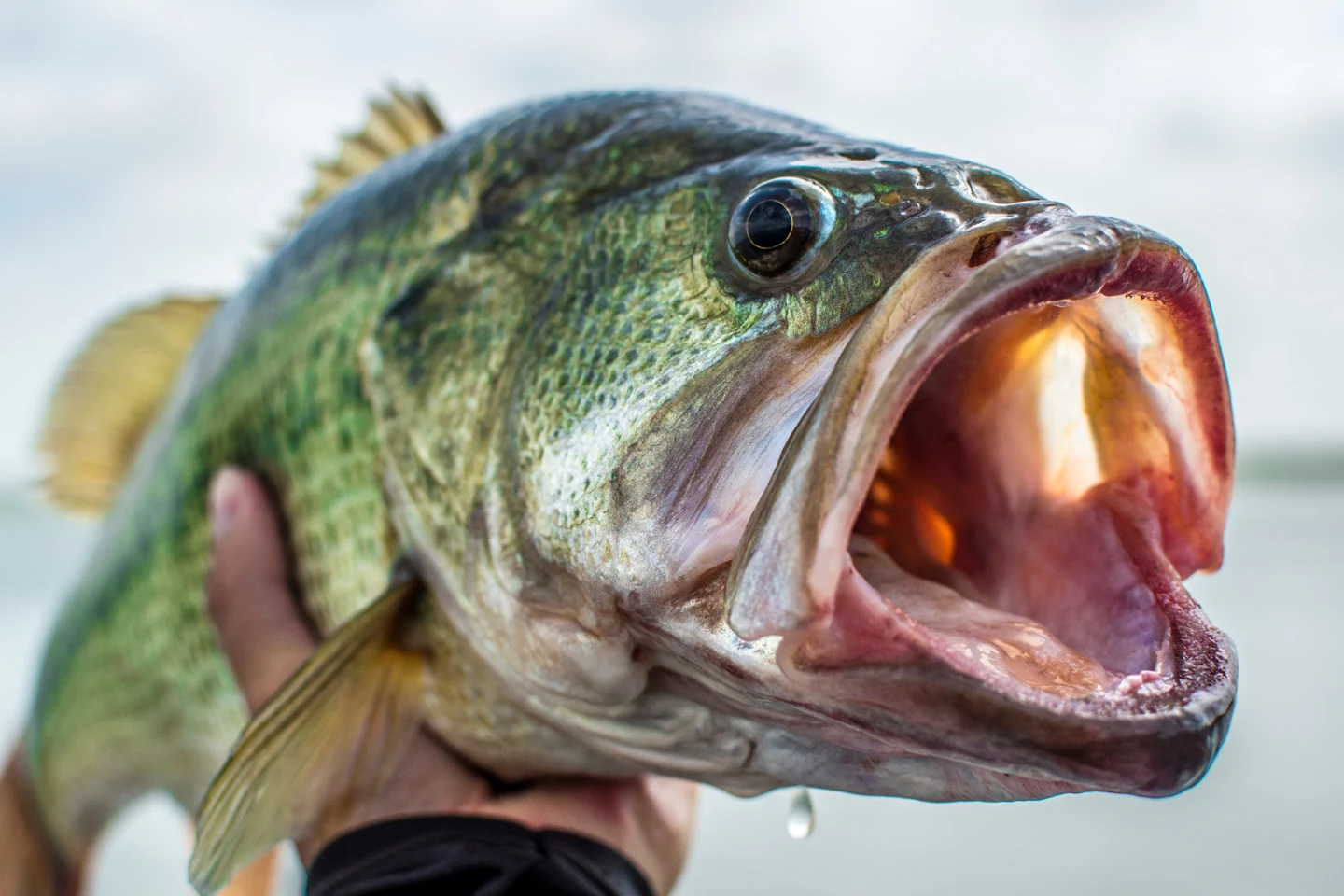 Close-up of a largemouth bass held in a hand, with its mouth open.