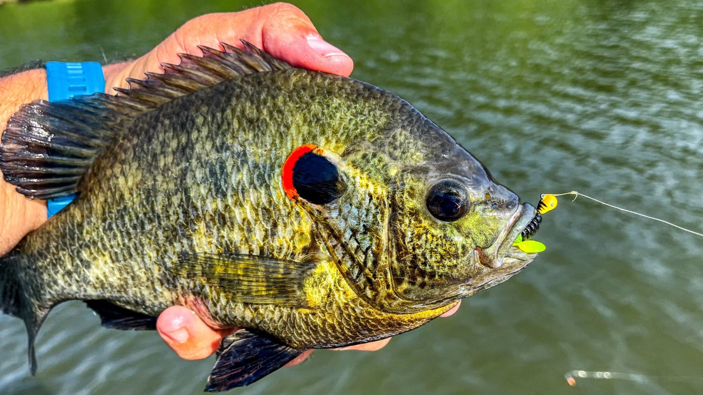 Redear sunfish held above the water, with a bright red edge on its dark gill-cover patch.