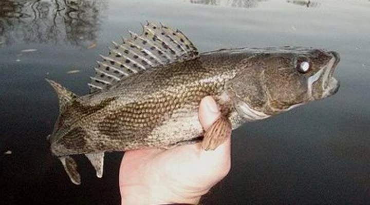 Sauger held above the water, showing its mottled body and spotted dorsal fin.
