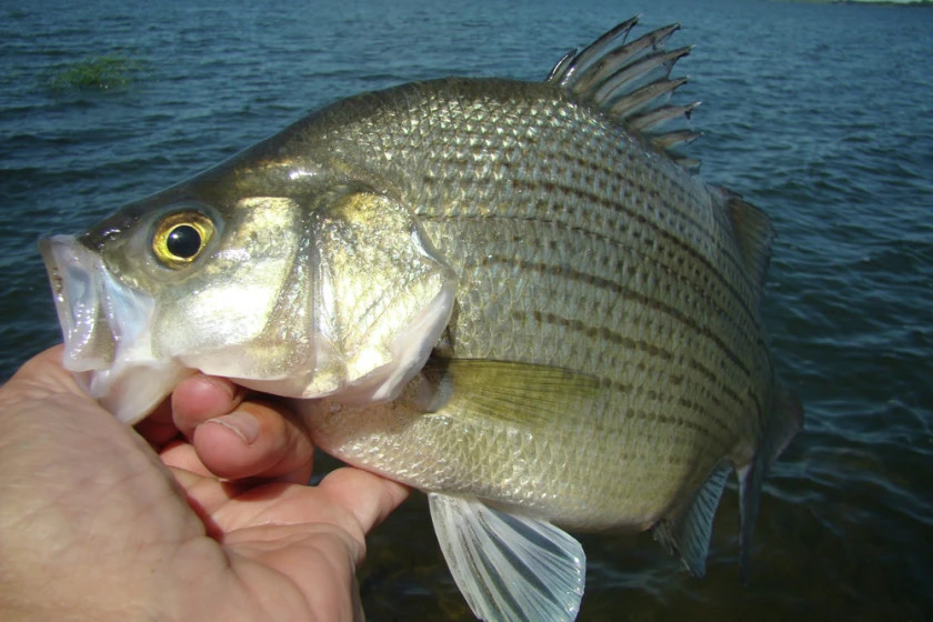 White bass held above the water, showing its silvery sides and horizontal dark stripes.